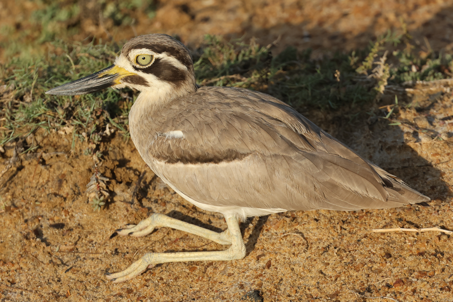 Great Thick-knee (image by Vincent van der Spek)