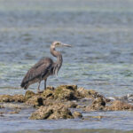 Great-billed Heron (image by Pete Morris)