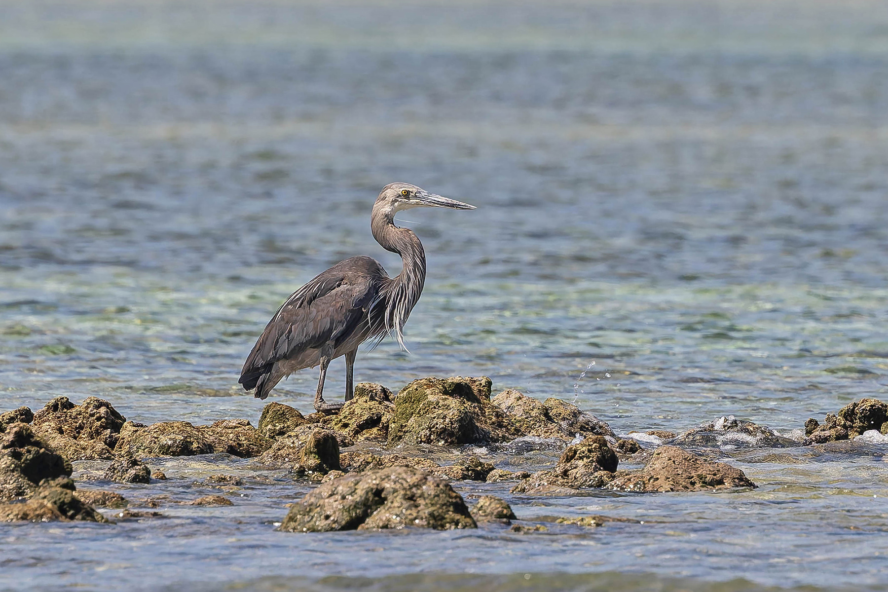 Great-billed Heron (image by Pete Morris)