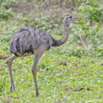Greater Rhea (image by Pete Morris)