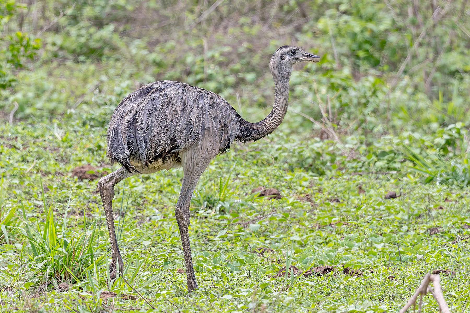 Greater Rhea (image by Pete Morris)