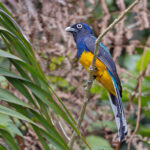 Green-backed Trogon (image by Pete Morris)