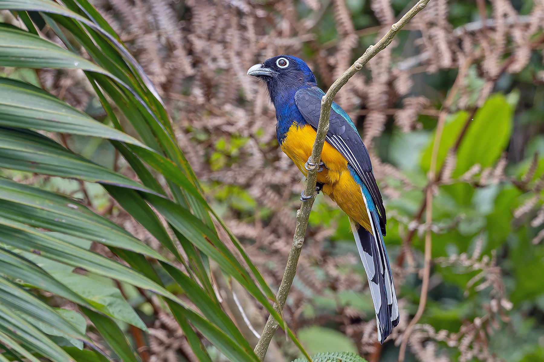 Green-backed Trogon (image by Pete Morris)
