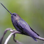 Green-fronted Lancebill (image by Oliver Slessor)