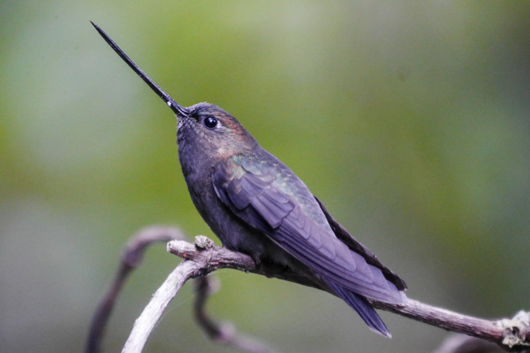 Green-fronted Lancebill (image by Oliver Slessor)