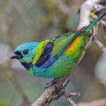 Green-headed Tanager (image by Pete Morris)