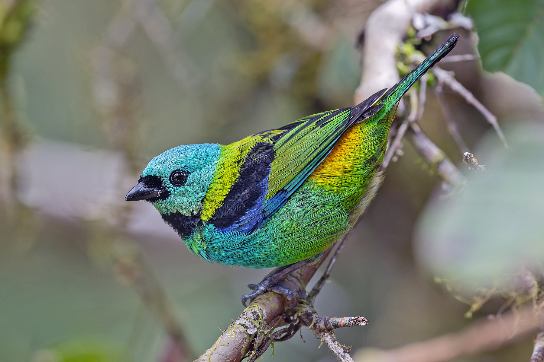 Green-headed Tanager (image by Pete Morris)