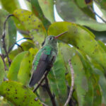 Green-tailed Goldenthroat (image by Keith Betton)