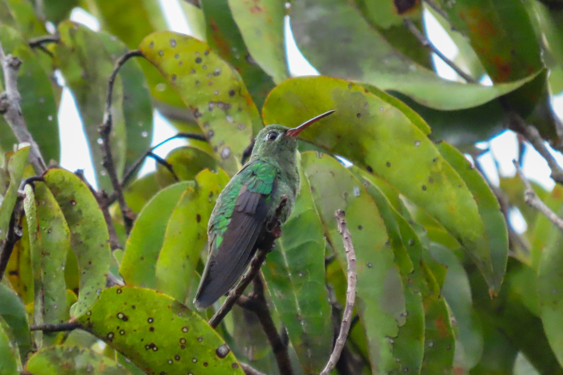 Green-tailed Goldenthroat (image by Keith Betton)
