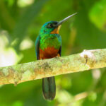 Green-tailed Jacamar (image by Keith Betton)