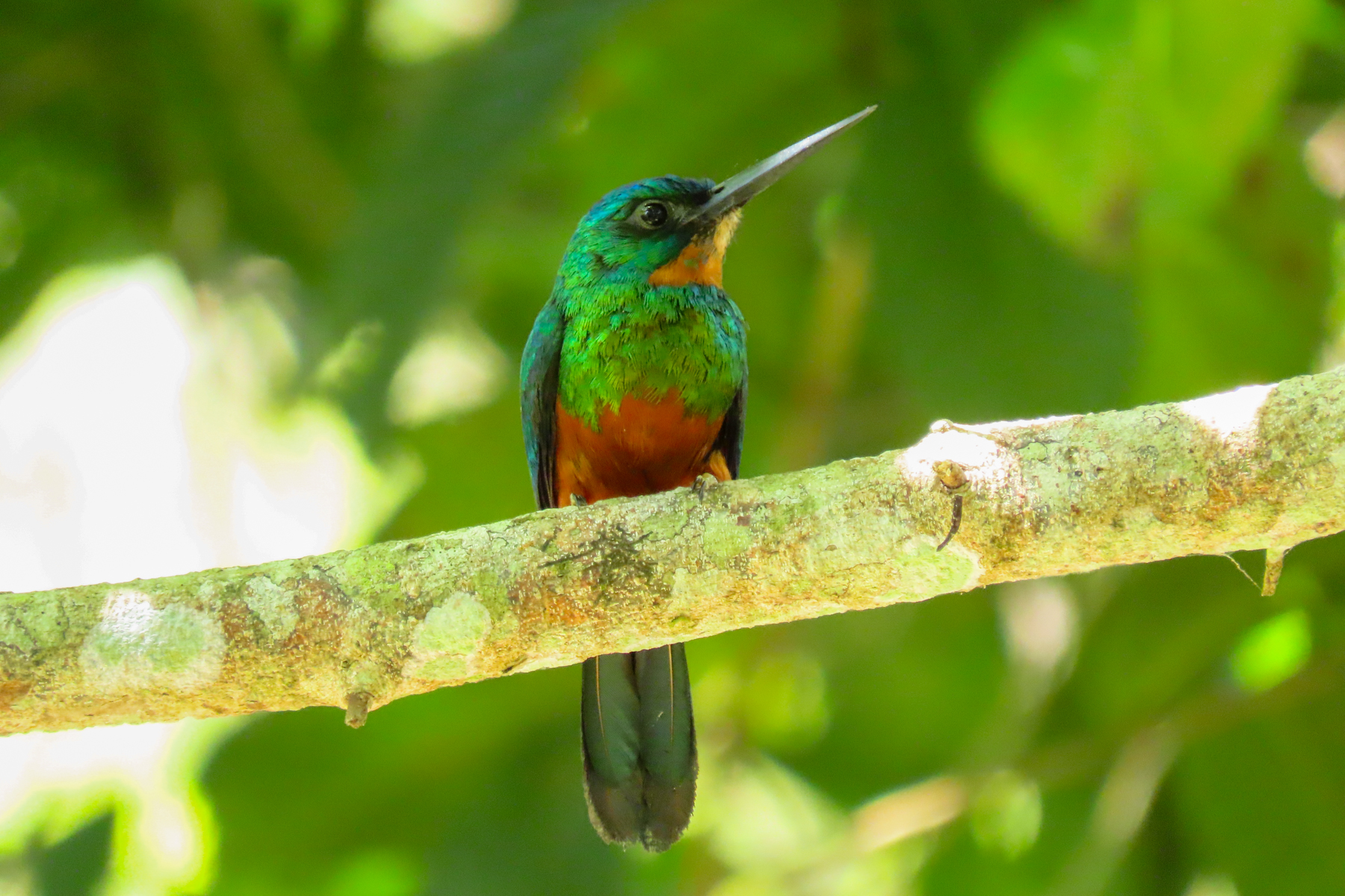 Green-tailed Jacamar (image by Keith Betton)