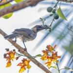 Grey Friarbird (image by Pete Morris)