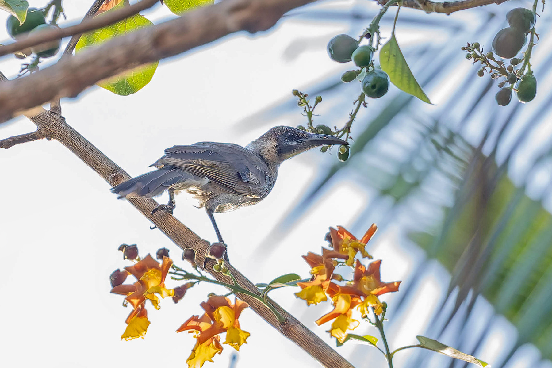 Grey Friarbird (image by Pete Morris)