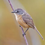 Grey-backed Tachuri (image by Pete Morris)