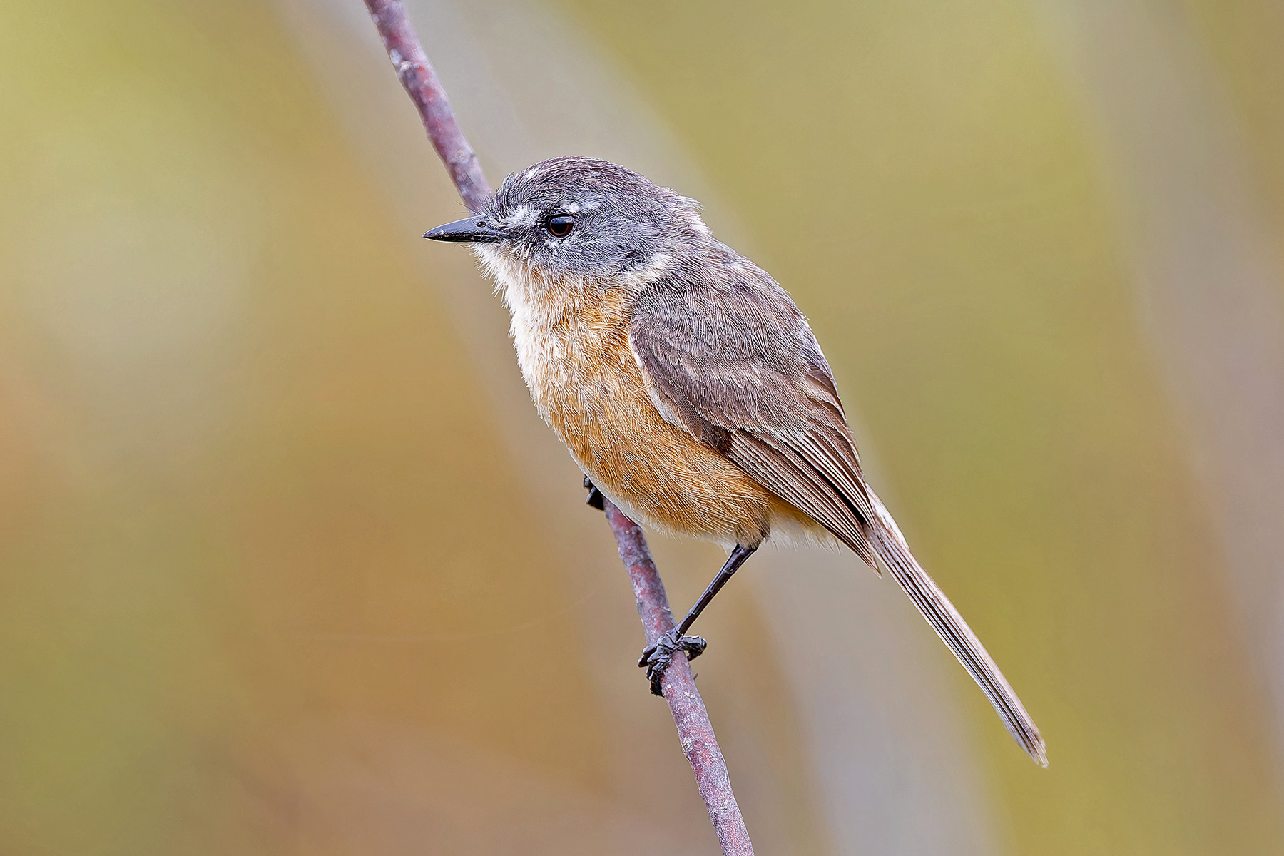 Grey-backed Tachuri (image by Pete Morris)