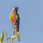 Grey-breasted Parakeet (image by Pete Morris)
