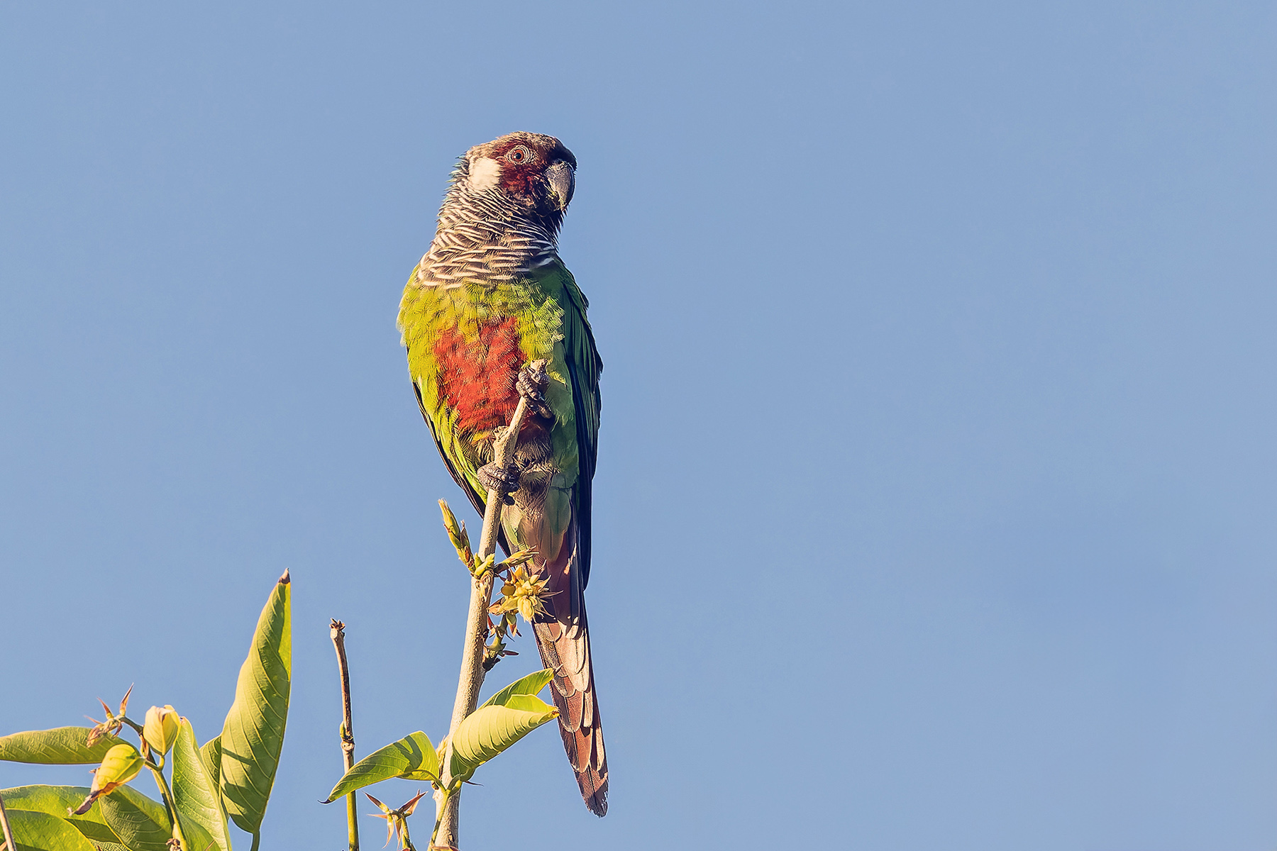 Grey-breasted Parakeet (image by Pete Morris)