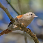 Grey-headed Spinetail (image by Pete Morris)