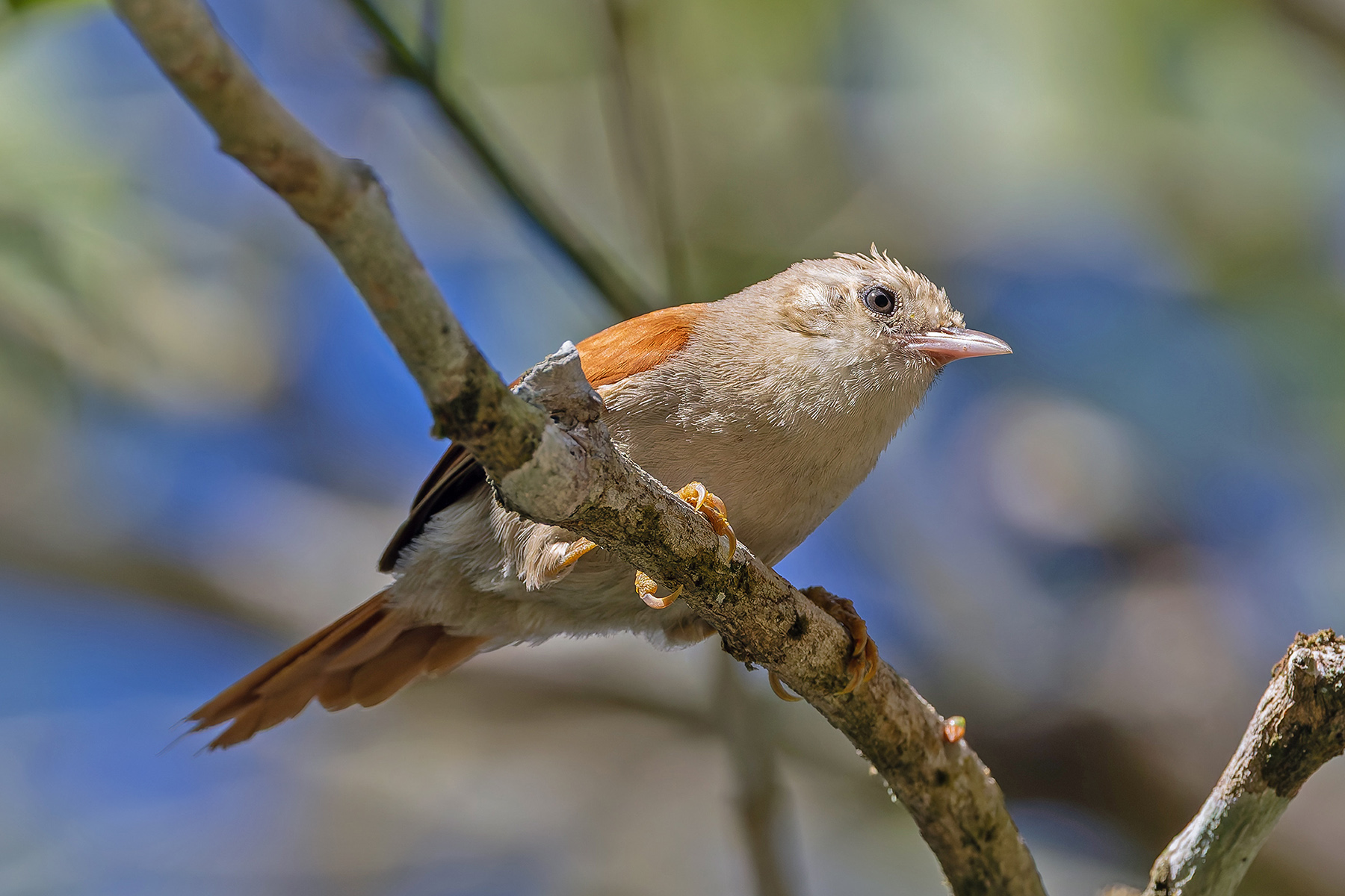 Grey-headed Spinetail (image by Pete Morris)
