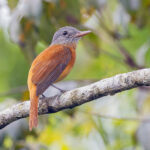 Grey-hooded Attila (image by Pete Morris)