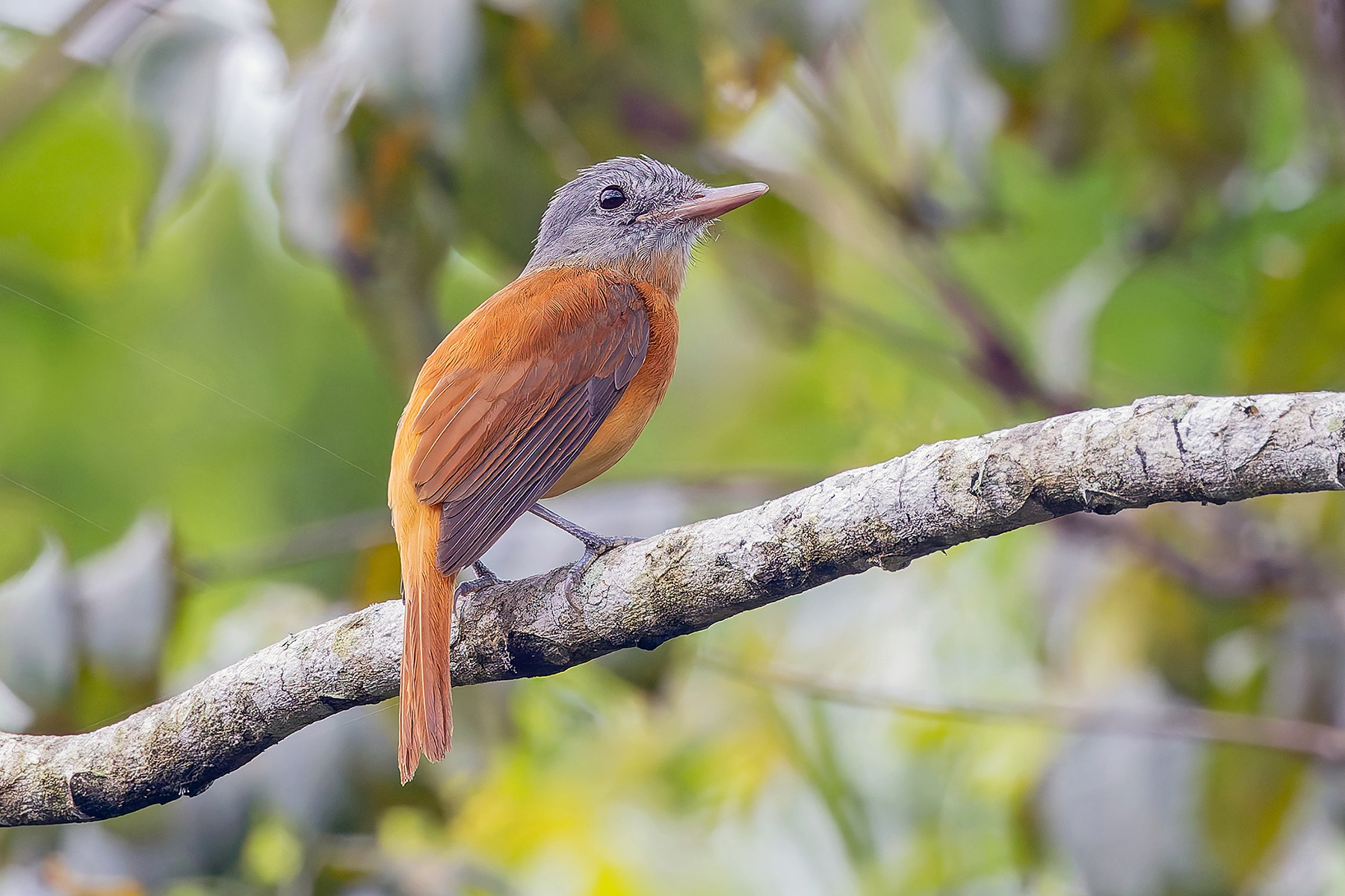 Grey-hooded Attila (image by Pete Morris)