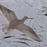 Grey-tailed Tattler (image by Pete Morris)
