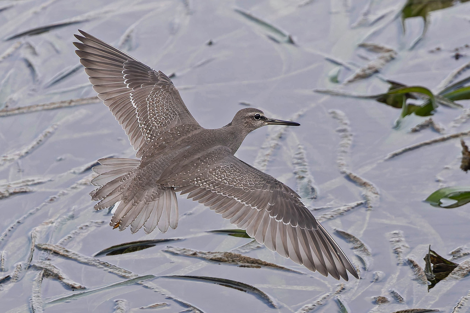 Grey-tailed Tattler (image by Pete Morris)