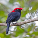 Helmeted Manakin (image by Pete Morris)