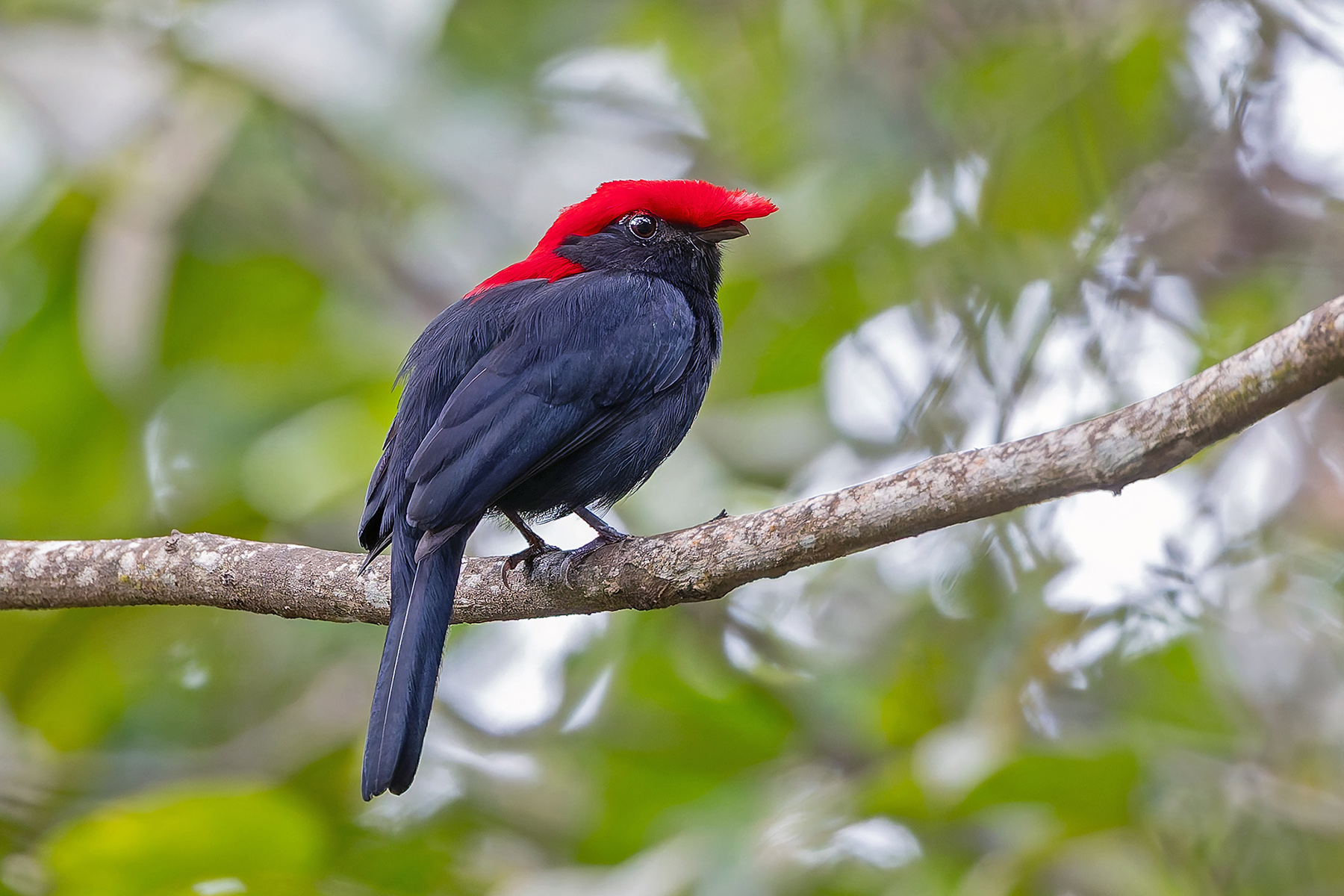 Helmeted Manakin (image by Pete Morris)