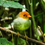 Hooded Antpitta (image by Keith Betton)