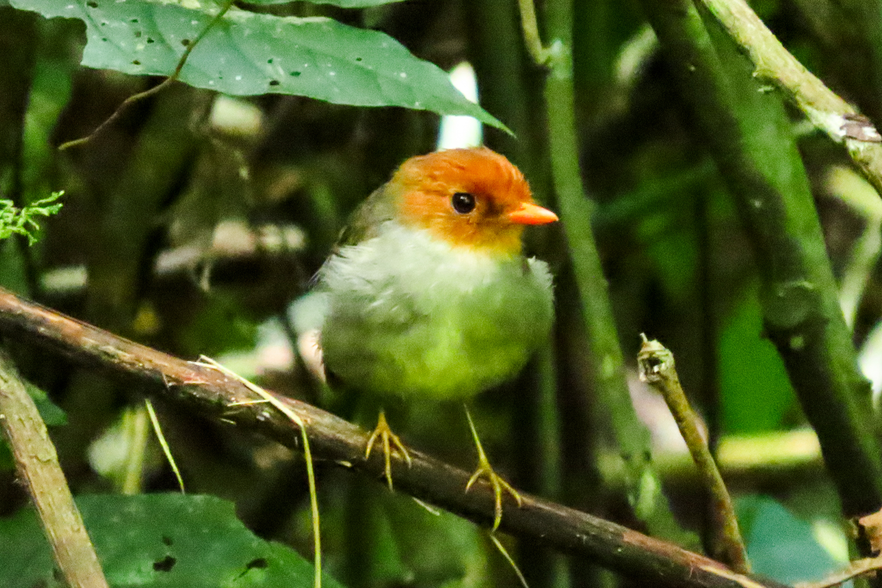 Hooded Antpitta (image by Keith Betton)