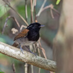 Hooded Gnateater (image by Pete Morris)
