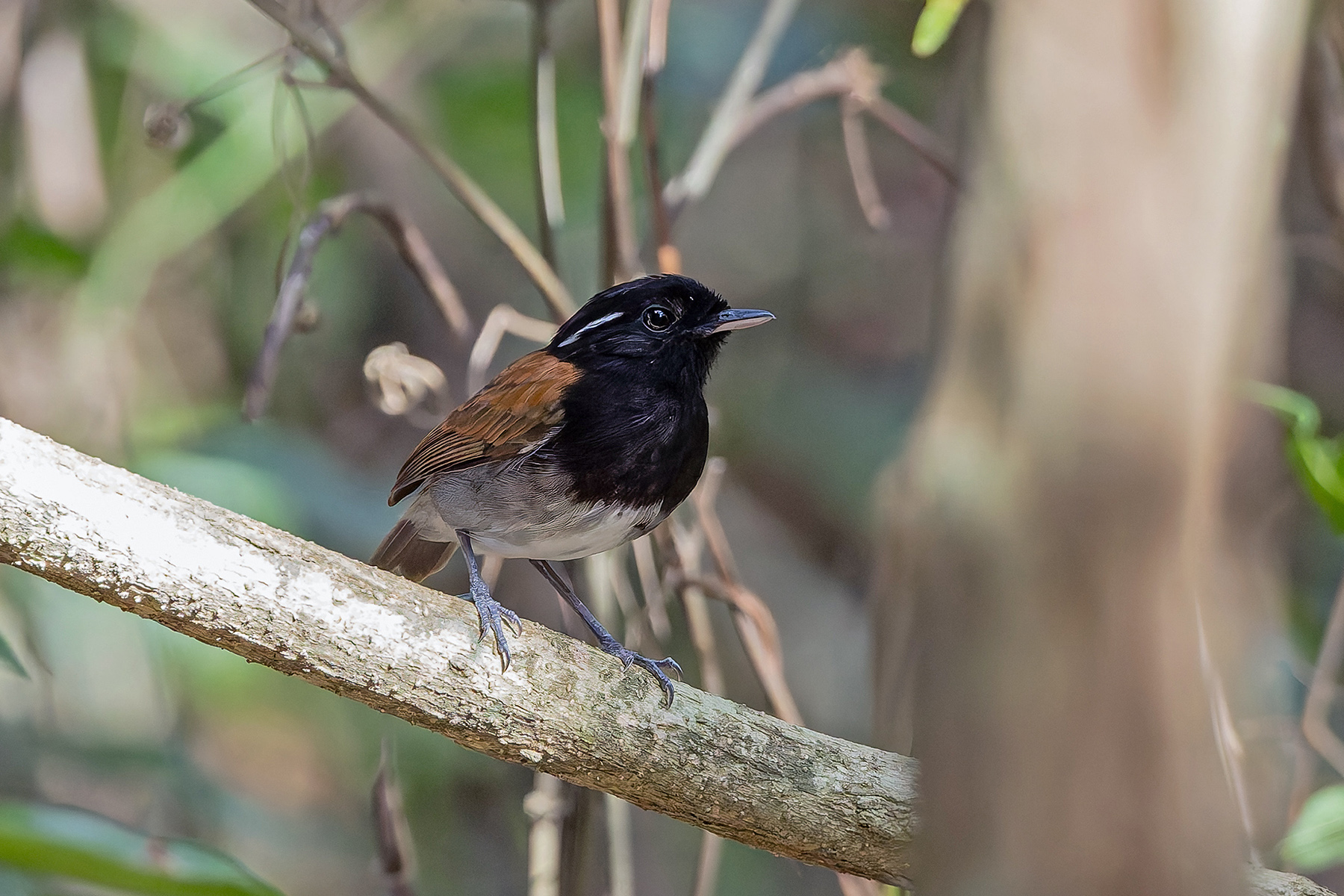 Hooded Gnateater (image by Pete Morris)