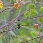 Hooded Visorbearer (image by Pete Morris)