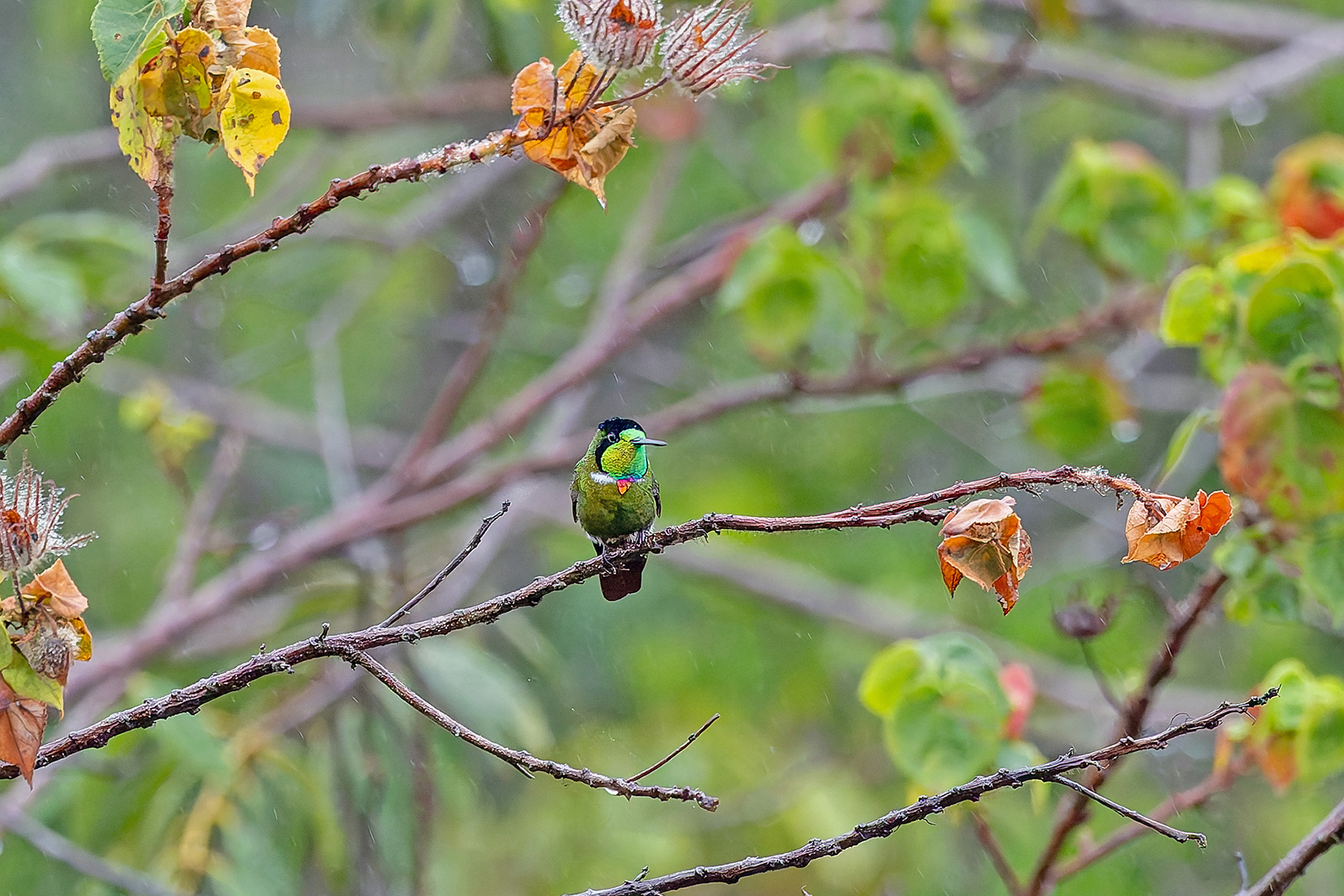 Hooded Visorbearer (image by Pete Morris)