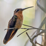 Hook-billed Hermit (image by Pete Morris)