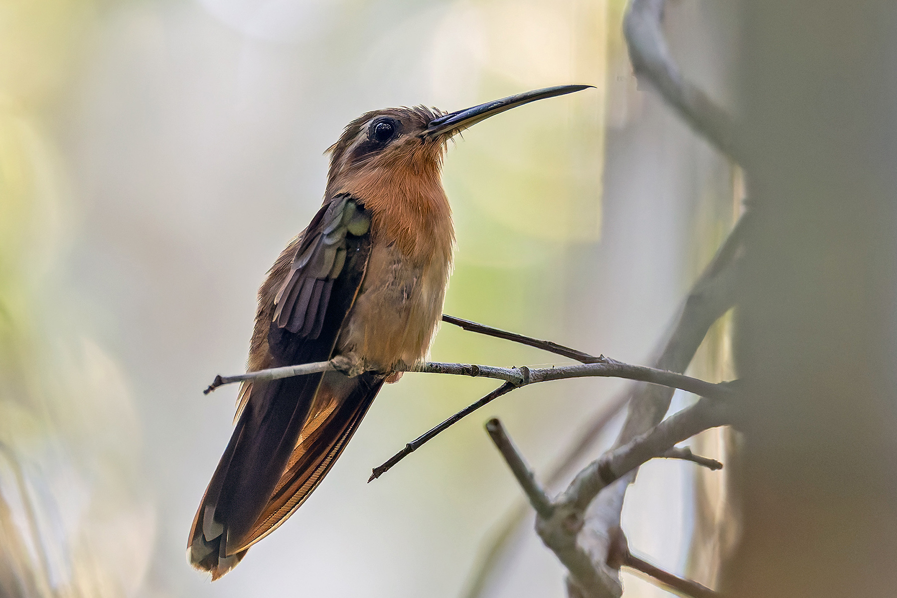 Hook-billed Hermit (image by Pete Morris)