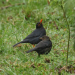 Indian Blackbird (image by Vincent van der Spek)