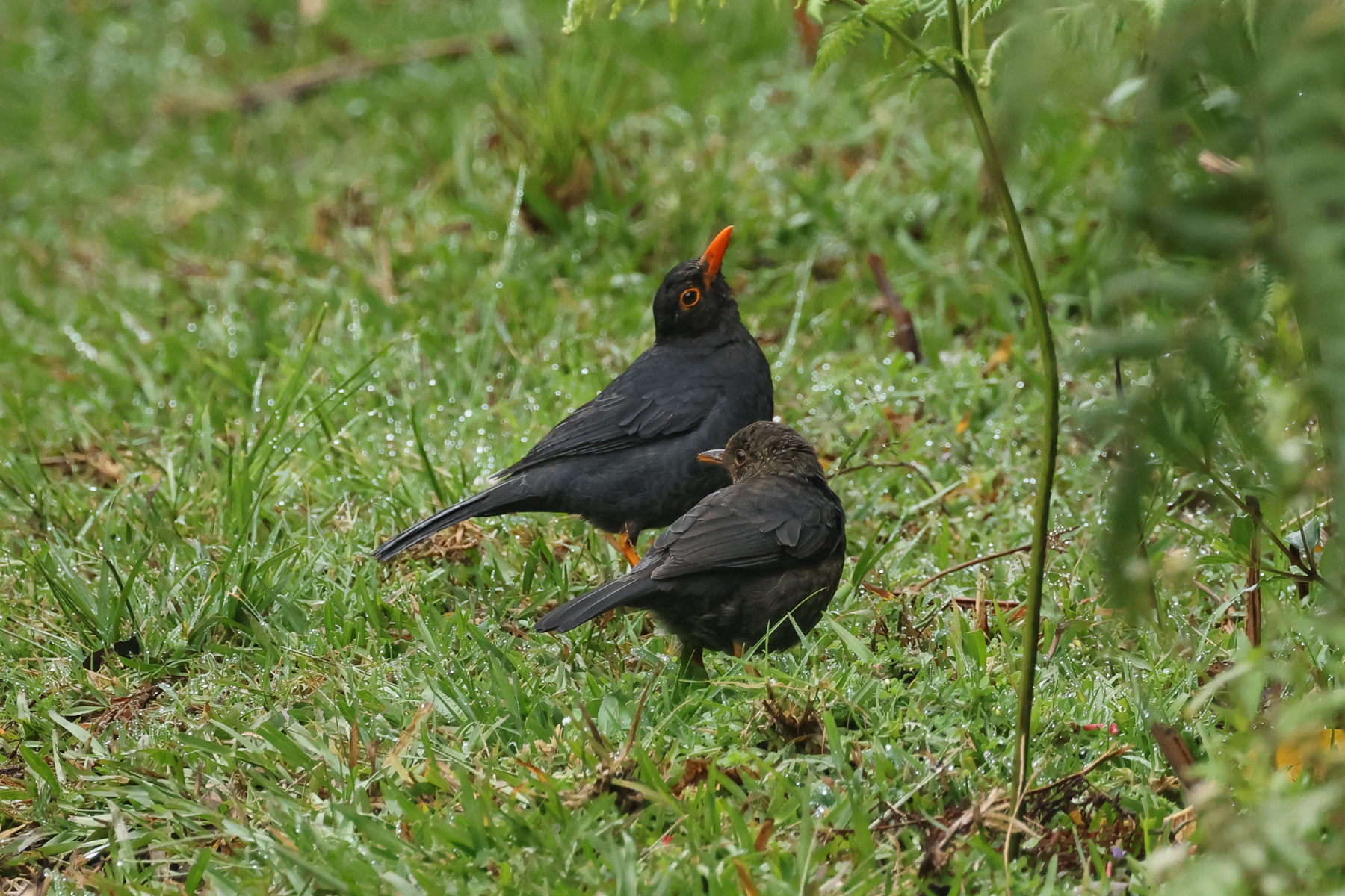 Indian Blackbird (image by Vincent van der Spek)
