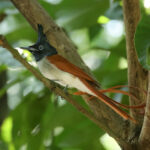 Indian Paradise Flycatcher (image by Vincent van der Spek)