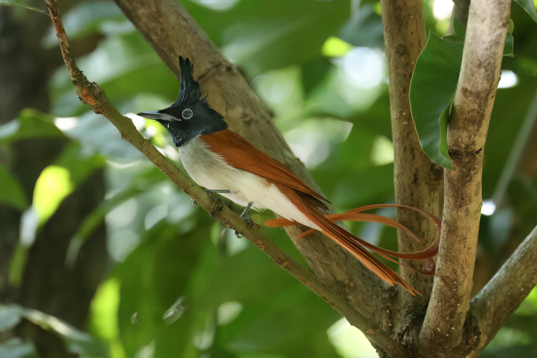 Indian Paradise Flycatcher (image by Vincent van der Spek)