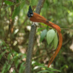 Indian Paradise Flycatcher (image by Vincent van der Spek)