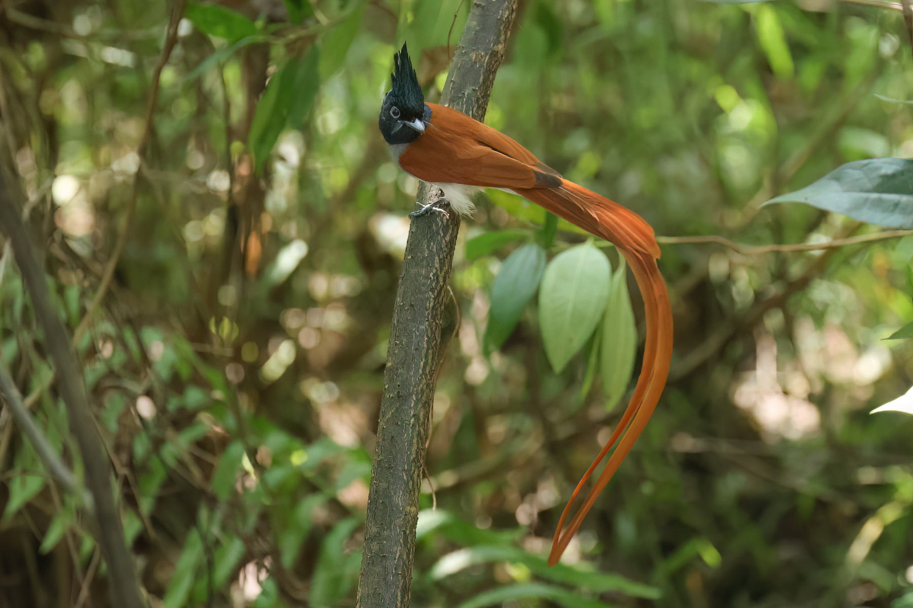 Indian Paradise Flycatcher (image by Vincent van der Spek)