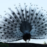 Indian Peafowl (image by Vincent van der Spek)