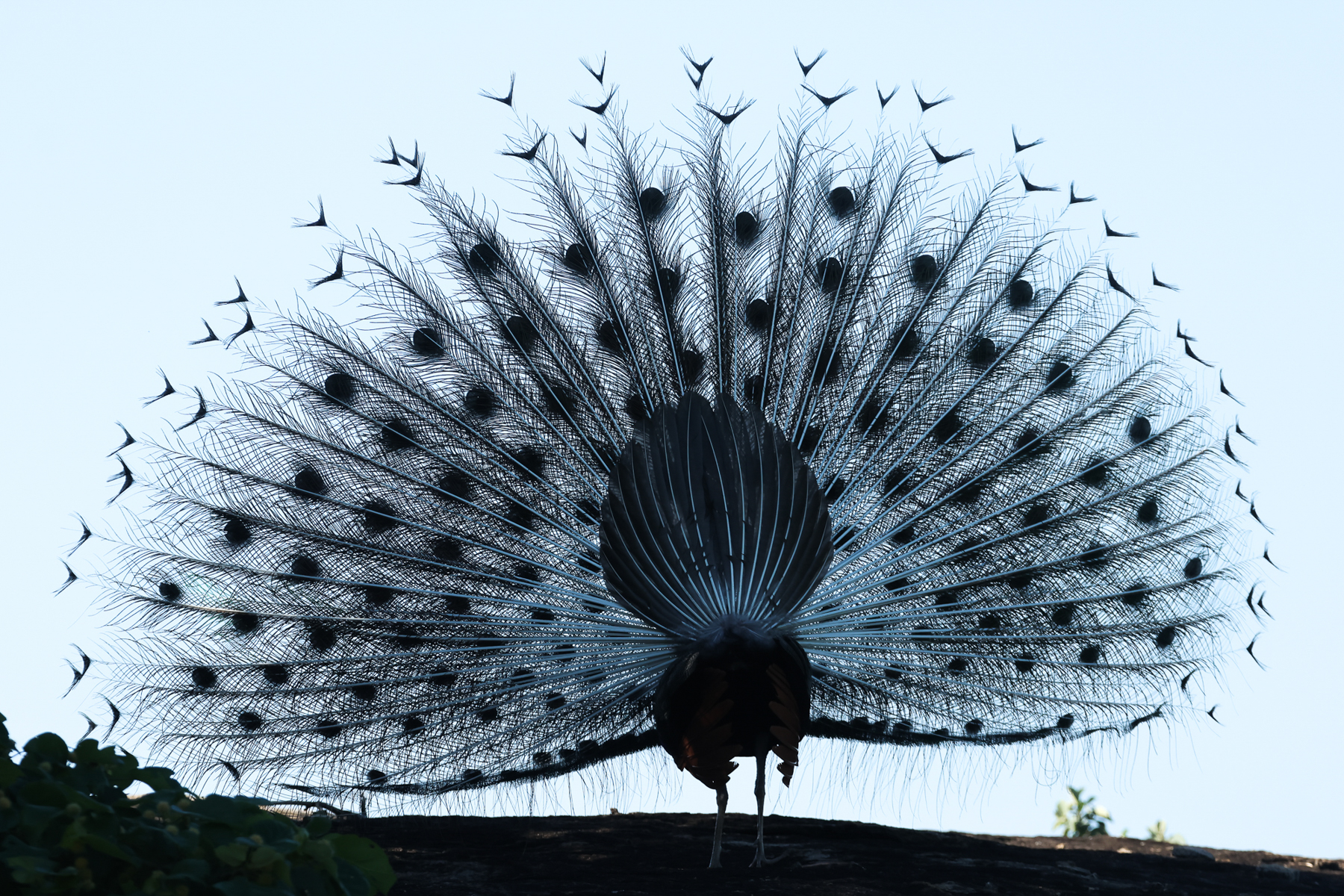 Indian Peafowl (image by Vincent van der Spek)