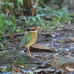 Indian Pitta (image by Vincent van der Spek)