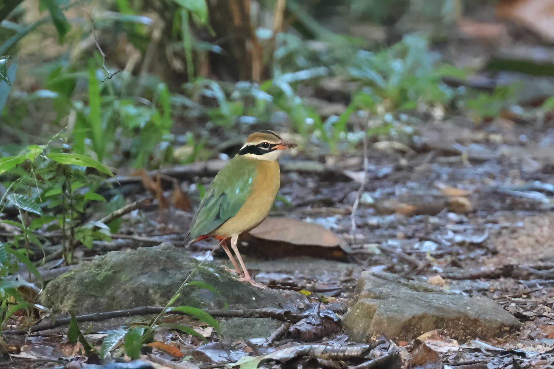 Indian Pitta (image by Vincent van der Spek)
