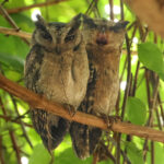 Indian Scops Owls (image by Vincent van der Spek)