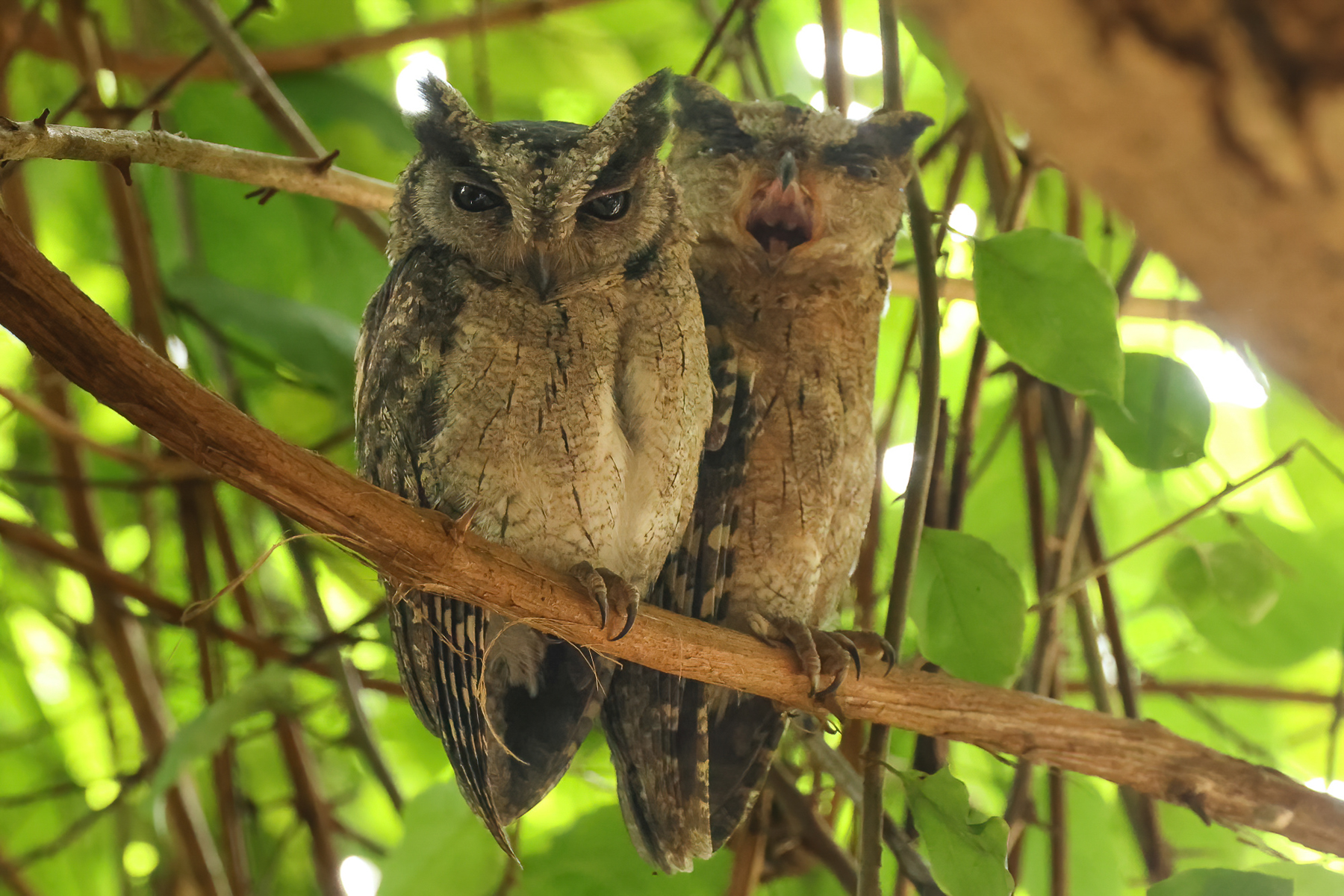 Indian Scops Owls (image by Vincent van der Spek)