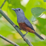 Island Monarch (image by Pete Morris)